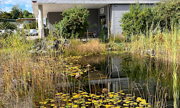 Biotop im Garten Meteolabor AG